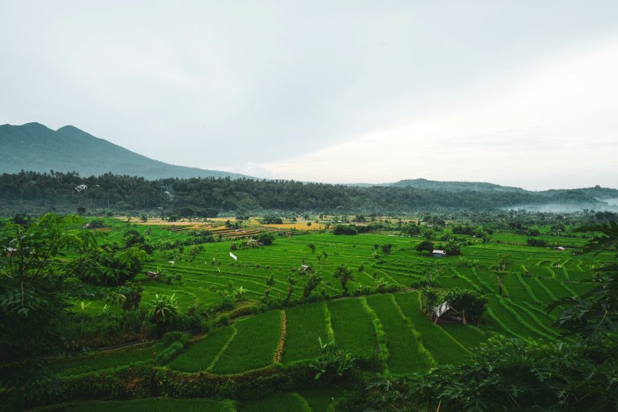 Jatiluwih Rice Terrace