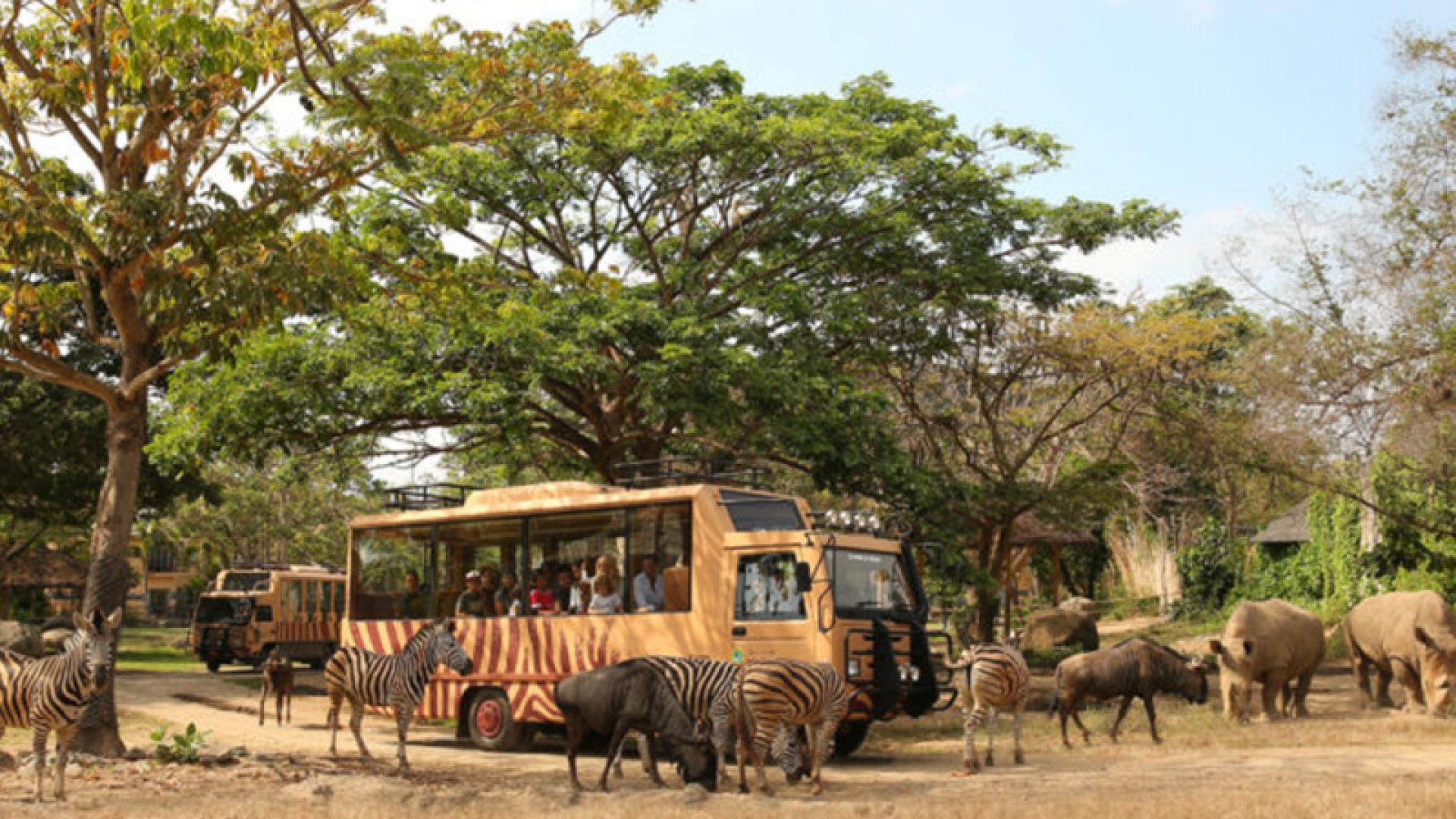 Jungle Hopper
