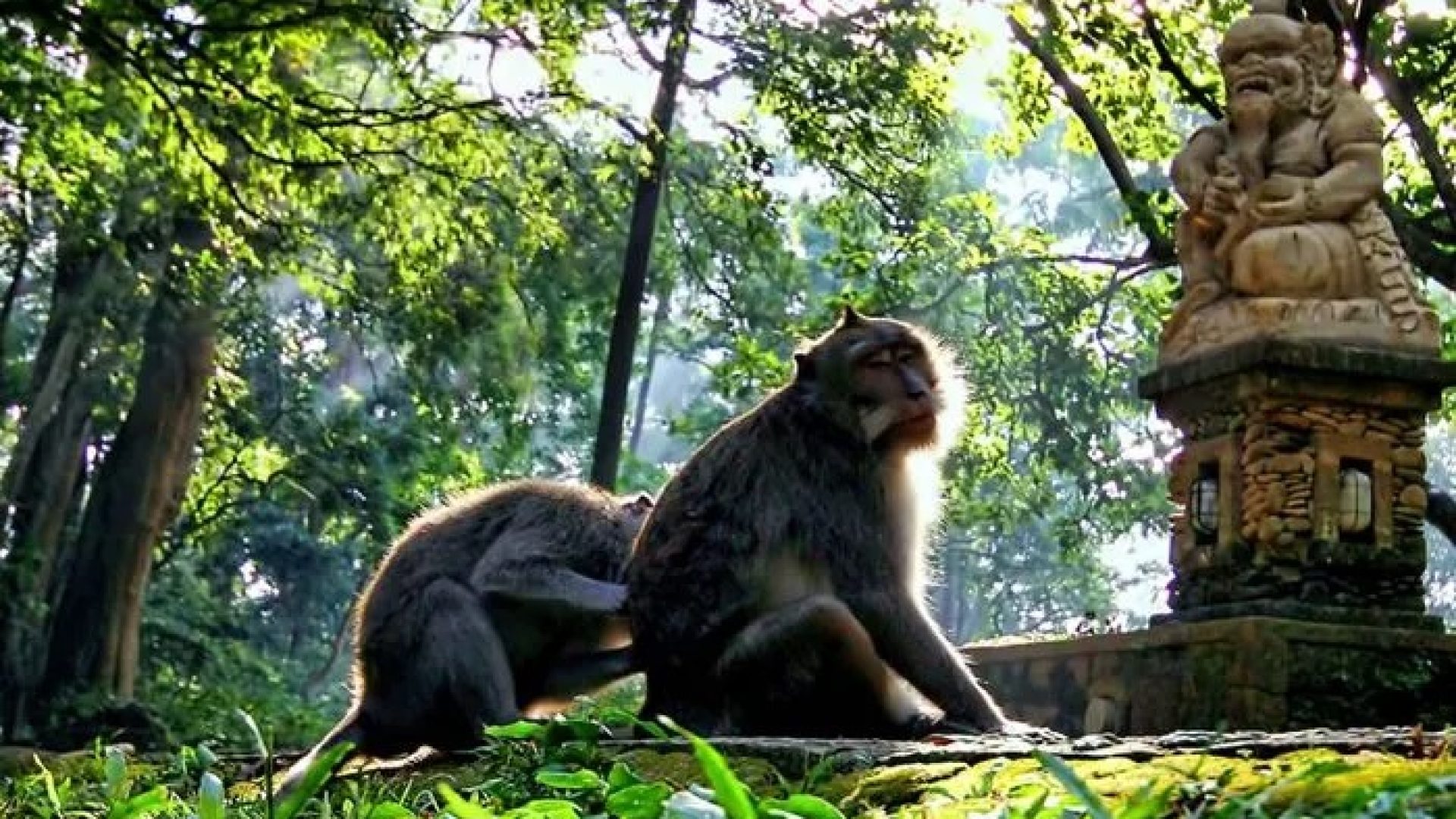 Monkey Forest Ubud 2