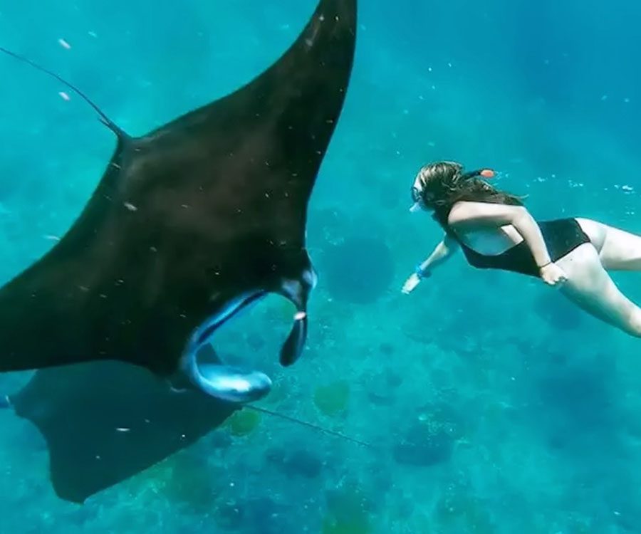 Snorkeling-with-Manta-West-Nusa-Penida-And-Snorkeling.jpg