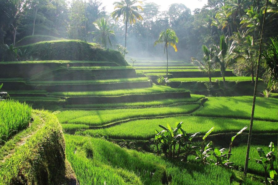 Tegalalang Rice Terrace