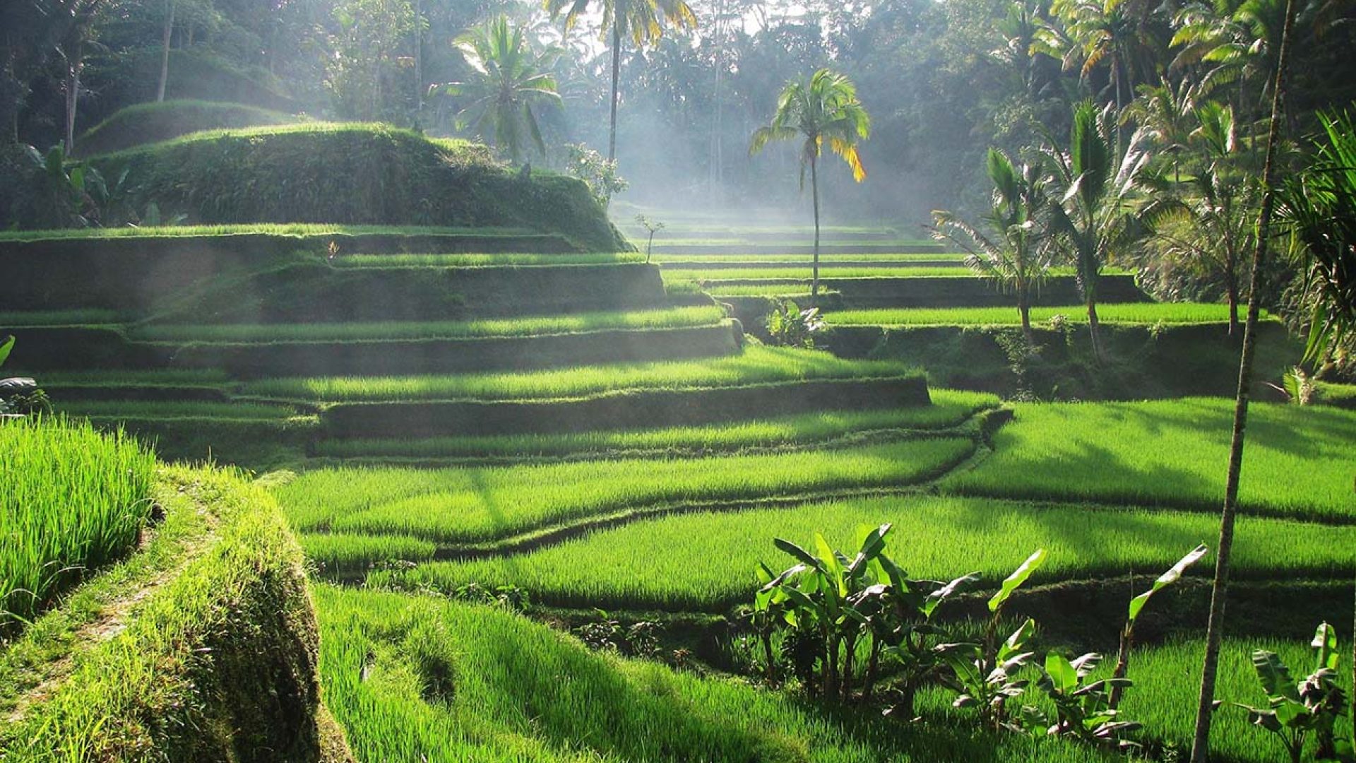 Tegalalang Rice Terrace