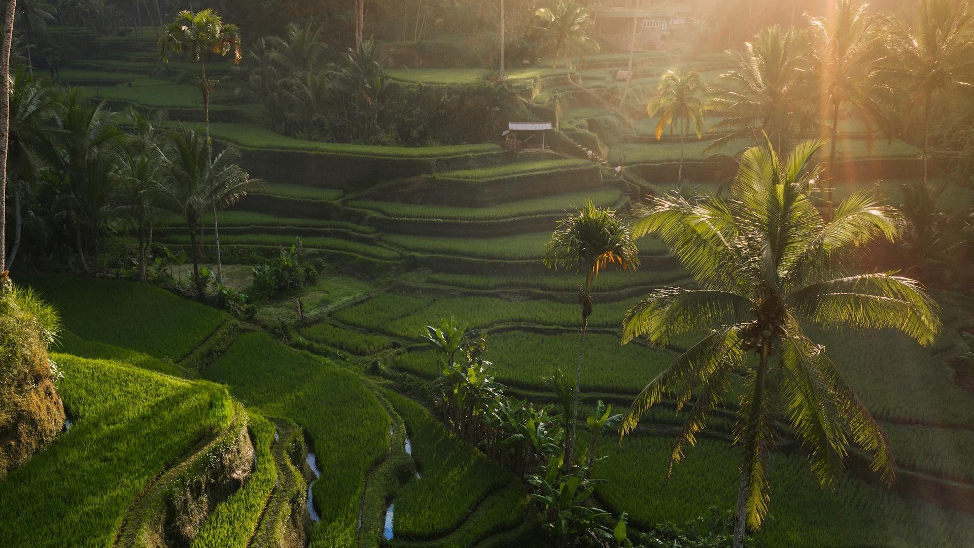 tegalalang rice terrace